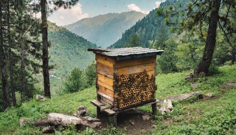 kashmir honey raw honey